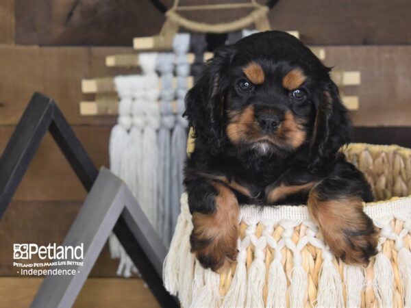 Cockalier DOG Female Black and Tan 4076 Petland Independence, Missouri