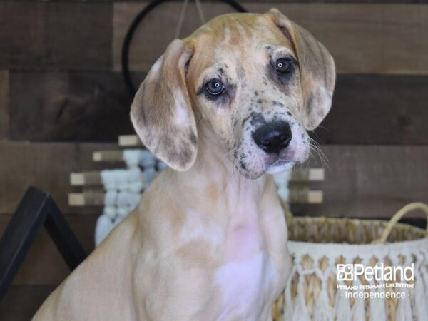 Great Dane DOG Female Fawn 4073 Petland Independence, Missouri