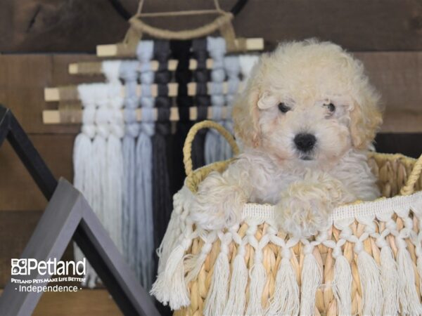 Bichon Poo DOG Male Cream 4067 Petland Independence, Missouri