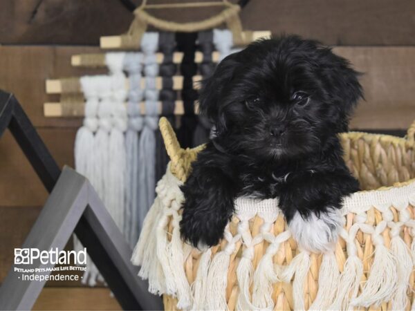 Shih Poo-DOG-Male-Black-4063-Petland Independence & Lee's Summit, MO