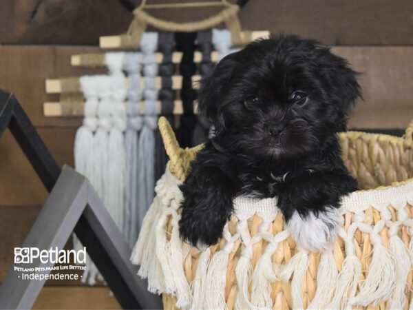 Shih Poo DOG Male Black 4063 Petland Independence, Missouri