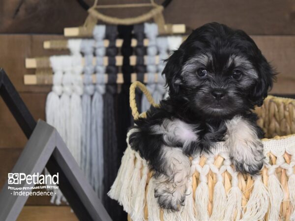 Shih Poo-DOG-Female-Black and Tan-4066-Petland Independence, Missouri