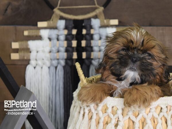 Shih Tzu DOG Female Gold and White 4062 Petland Independence, Missouri