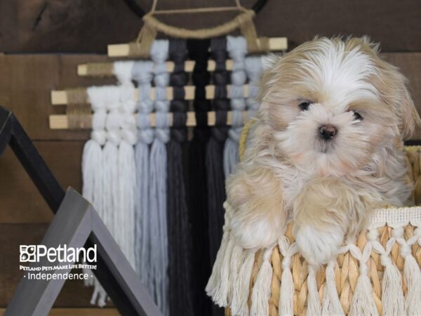 Shih Tzu-DOG-Female-Gold and White-4060-Petland Independence, Missouri