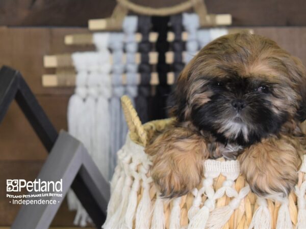 Shih Tzu DOG Female Gold and White 4061 Petland Independence, Missouri