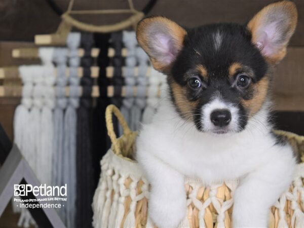 Pembroke Welsh Corgi-DOG-Female--4071-Petland Independence, Missouri