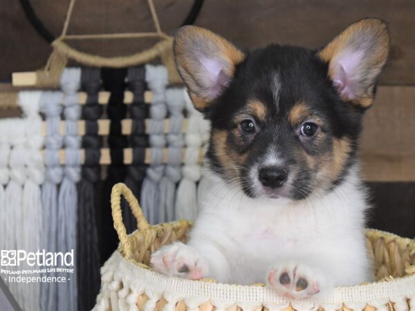 Pembroke Welsh Corgi-DOG-Male--4070-Petland Independence & Lee's Summit, MO
