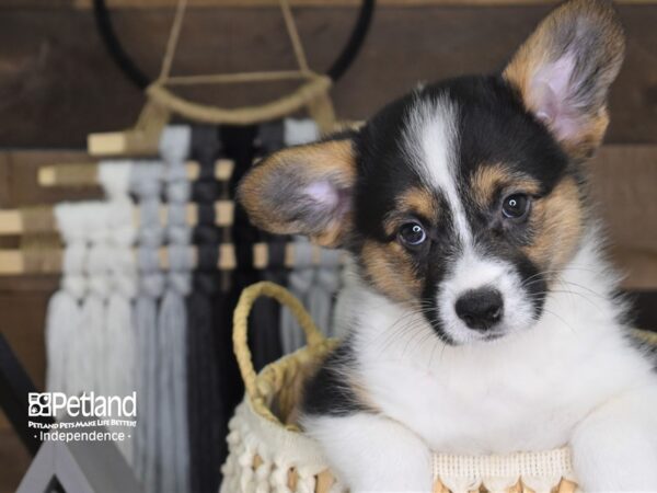 Pembroke Welsh Corgi DOG Male 4069 Petland Independence, Missouri