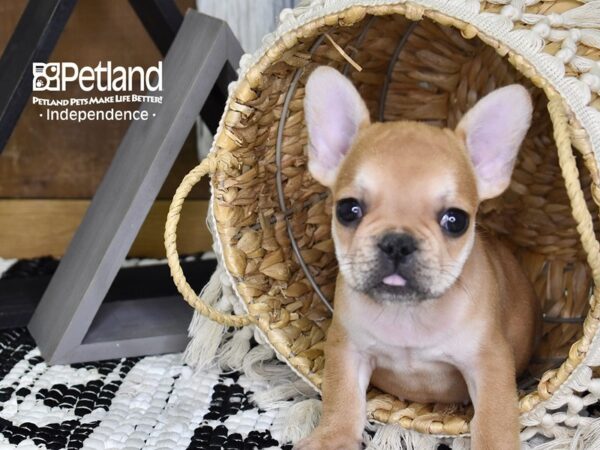 French Bulldog DOG Male Fawn 4077 Petland Independence & Lee's Summit, MO