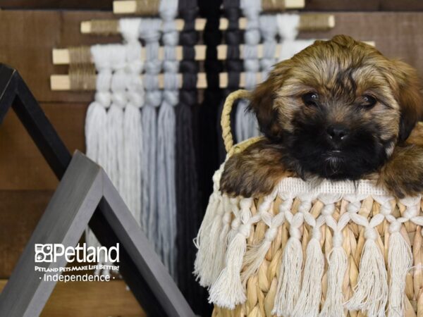 Shih Poo-DOG-Female-Sable-4080-Petland Independence, Missouri