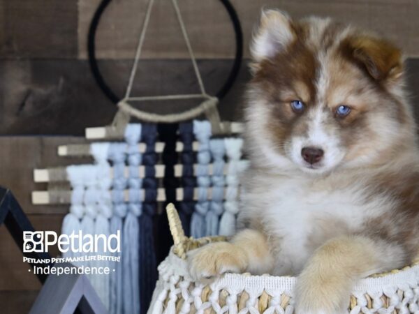 Pomsky DOG Male Chocolate Merle 4021 Petland Independence, Missouri