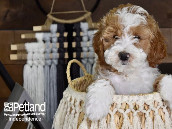 Miniature Goldendoodle-DOG-Female-Gold and White-4084-Petland Independence, Missouri