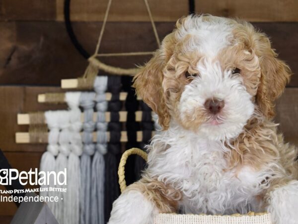 Miniature Goldendoodle-DOG-Male-Gold and White-4083-Petland Independence, Missouri