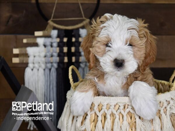 Miniature Goldendoodle-DOG-Male-Gold and White-4082-Petland Independence, Missouri