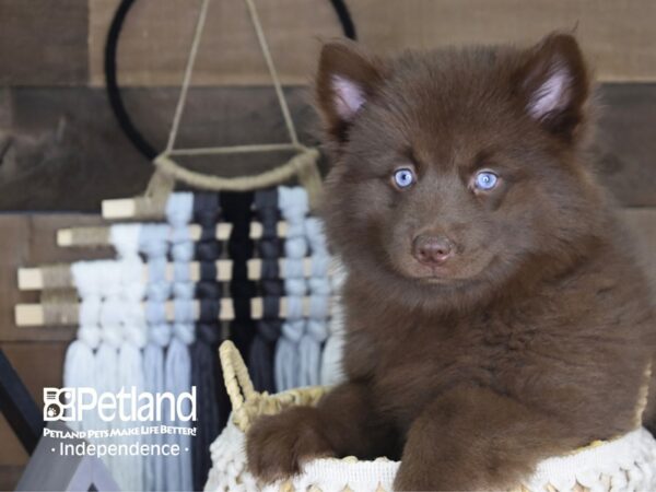 Pomsky DOG Female Chocolate 4088 Petland Independence, Missouri