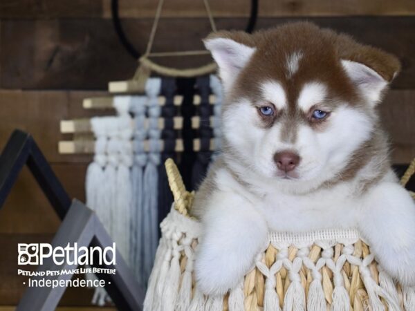 Pomsky-DOG-Female-Red-4089-Petland Independence, Missouri