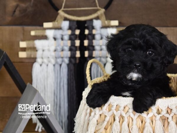 Shih Poo-DOG-Female-Black-4079-Petland Independence & Lee's Summit, MO