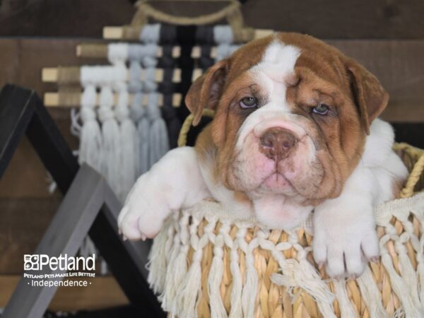 Bullpei DOG Female Red and White 4094 Petland Independence, Missouri