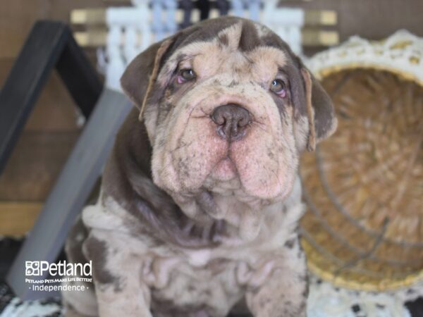 Bullpei-DOG-Female-Chocolate-4093-Petland Independence, Missouri