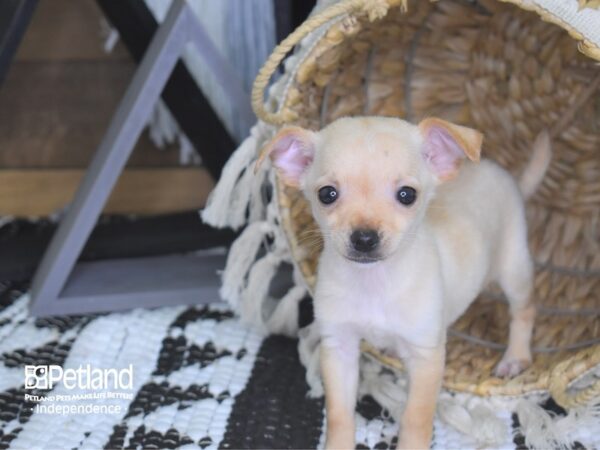 Chihuahua-DOG-Female-Cream-4092-Petland Independence, Missouri