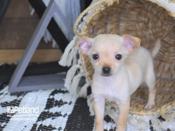 Chihuahua DOG Female Cream 4092 Petland Independence, Missouri