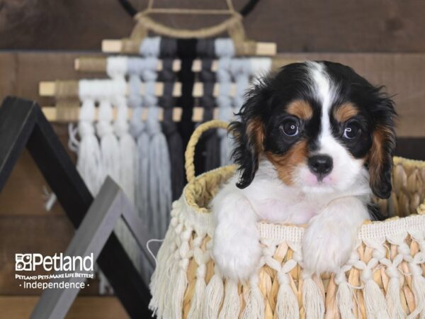 Cavalier King Charles Spaniel-DOG-Male-Black and Tan-4091-Petland Independence & Lee's Summit, MO