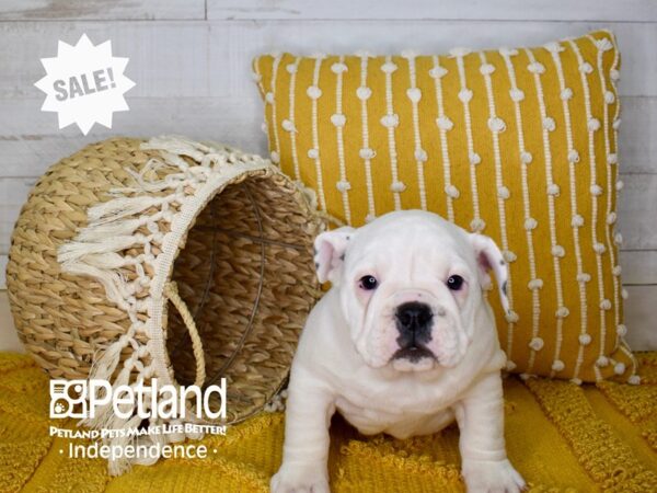 English Bulldog-DOG-Female-White-3927-Petland Independence, Missouri