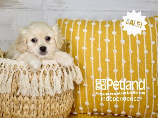 Pekapoo-DOG-Male-Apricot-3980-Petland Independence & Lee's Summit, MO