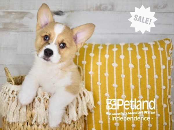 Pembroke Welsh Corgi-DOG-Female-Sable-3970-Petland Independence & Lee's Summit, MO
