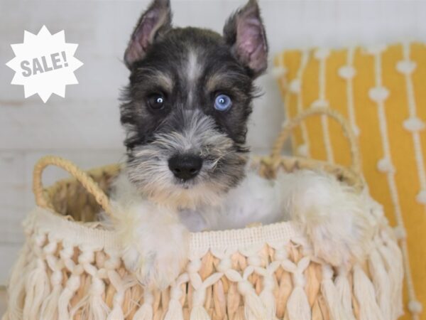 Miniature Schnauzer DOG Female Salt and pepper 4014 Petland Independence, Missouri