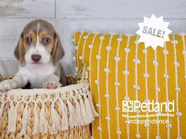 Beagle DOG Male Lilac, White & Tan 3976 Petland Independence, Missouri