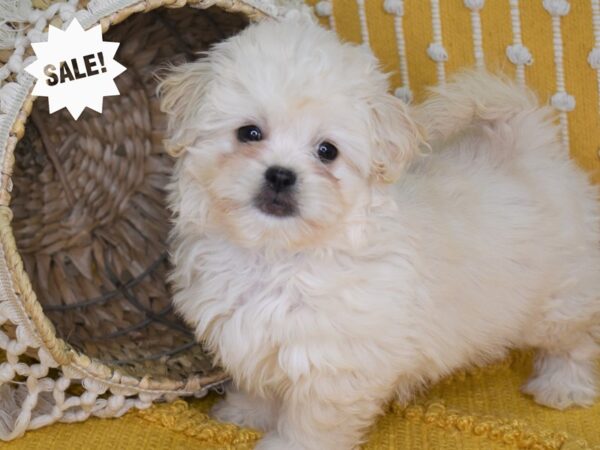 Pekapoo-DOG-Female-Apricot-4026-Petland Independence, Missouri