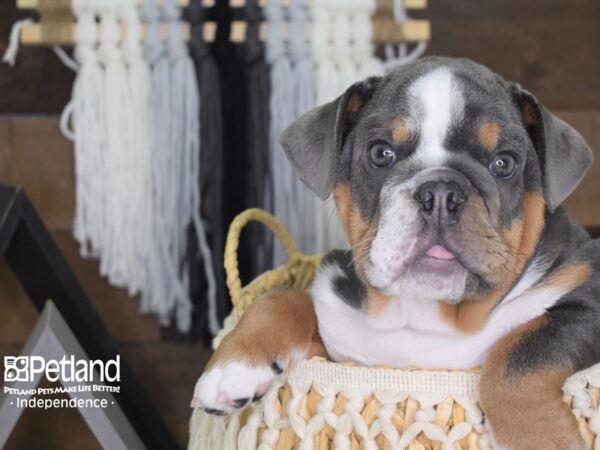 English Bulldog DOG Male 4059 Petland Independence, Missouri
