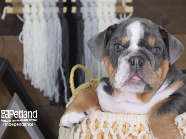 English Bulldog-DOG-Male--4059-Petland Independence & Lee's Summit, MO
