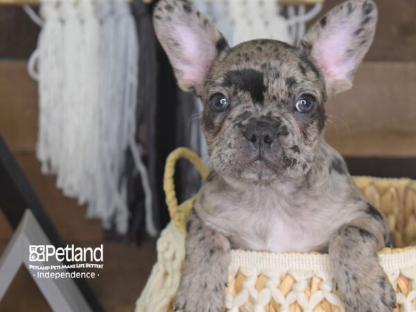 French Bulldog-DOG-Female-Blue Merle-4099-Petland Independence & Lee's Summit, MO
