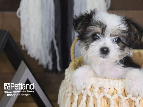 Morkie DOG Male Black and White Parti 4101 Petland Independence, Missouri