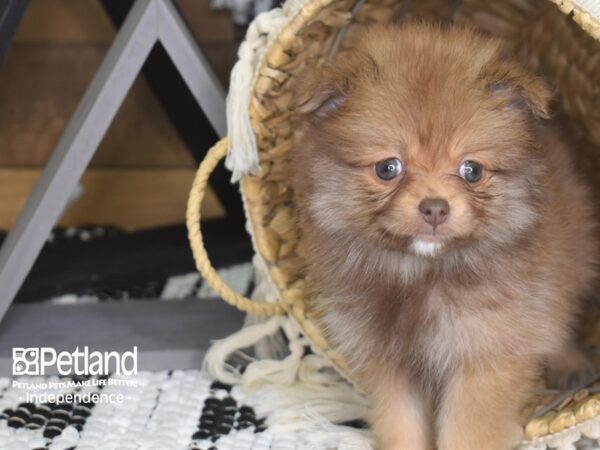 Pomeranian DOG Female Chocolate Sable 4100 Petland Independence, Missouri