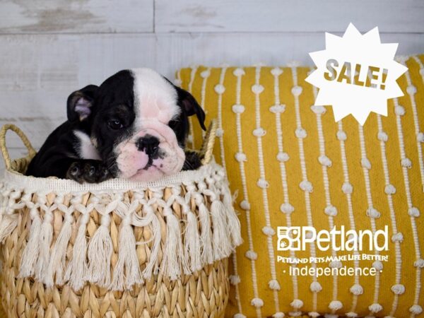English Bulldog-DOG-Female-Black Tri-color-3944-Petland Independence, Missouri