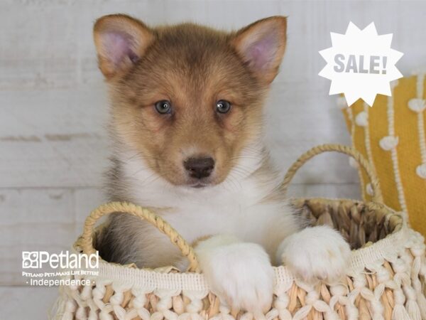 Pomsky-DOG-Female-Sable-4022-Petland Independence, Missouri