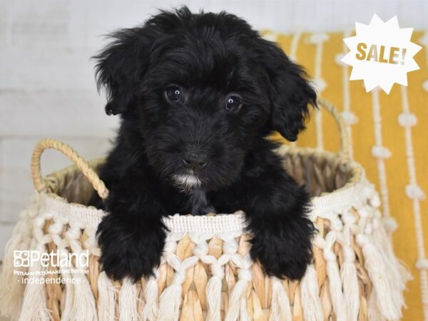 Miniature Aussiedoodle-DOG-Female-Black-4008-Petland Independence, Missouri