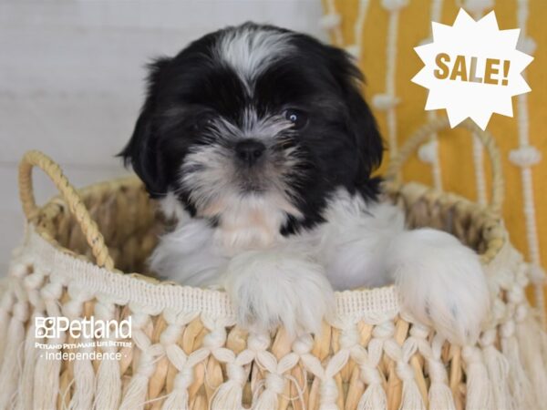 Shih Tzu-DOG-Female-Brindle and White-4037-Petland Independence, Missouri