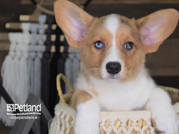 Cardigan Welsh Corgi-DOG-Female-Chocolate Merle-4120-Petland Independence, Missouri