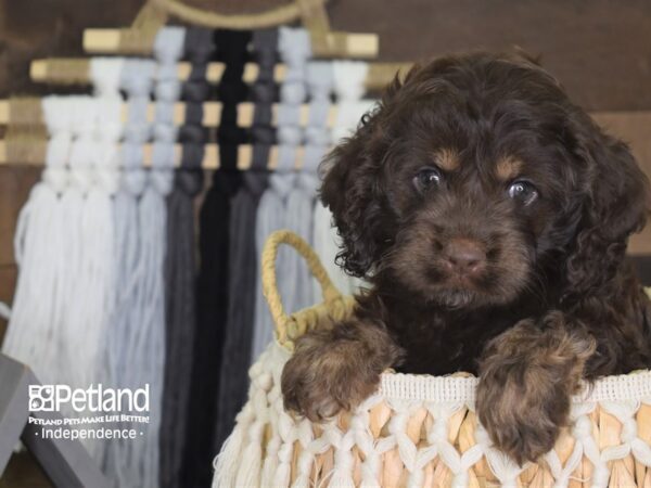 Cockapoo-DOG-Male--4117-Petland Independence & Lee's Summit, MO