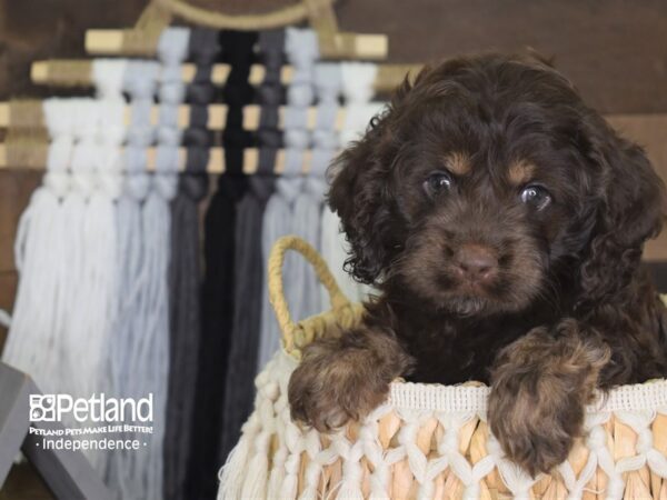 Cockapoo DOG Male 4117 Petland Independence, Missouri