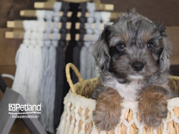 Cavapoo DOG Male Blue Merle 4116 Petland Independence, Missouri