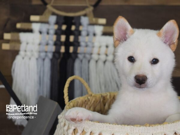 Shiba Inu DOG Female Cream 4095 Petland Independence, Missouri