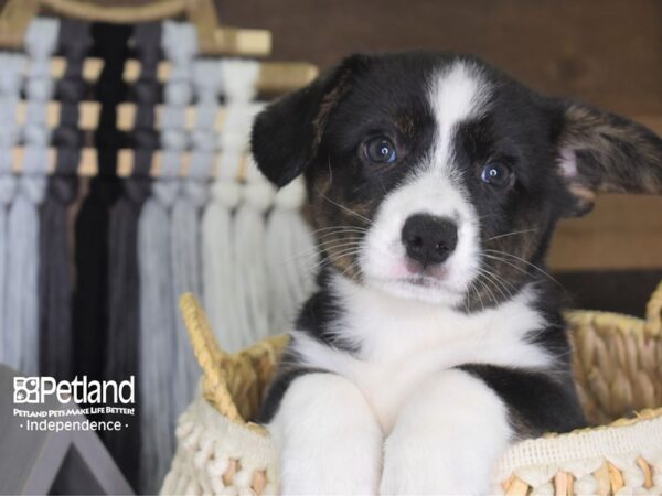 Cardigan Welsh Corgi DOG Male 4106 Petland Independence, Missouri