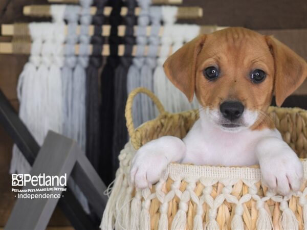 Jack Russell Terrier DOG Male Tan and White 4123 Petland Independence, Missouri