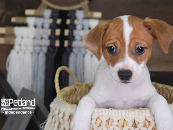 Jack Russell Terrier DOG Female Tan and White 4124 Petland Independence, Missouri
