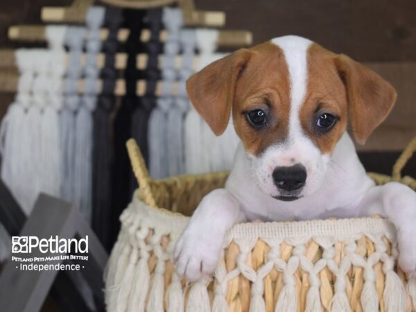 Jack Russell Terrier DOG Female Tan and White 4122 Petland Independence, Missouri